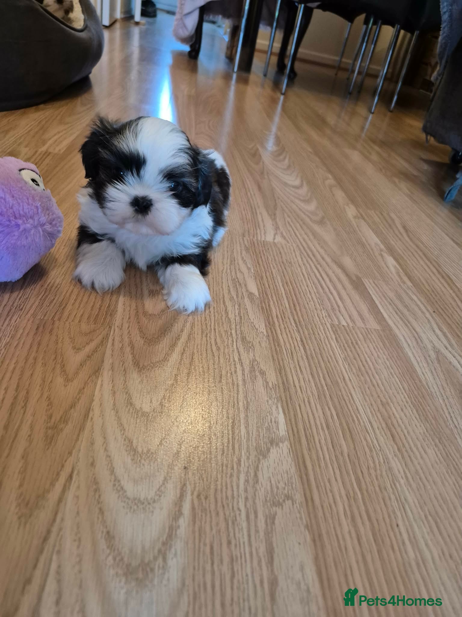 Shih Tzu dogs Shihtzu puppies for sale  - Advert 1