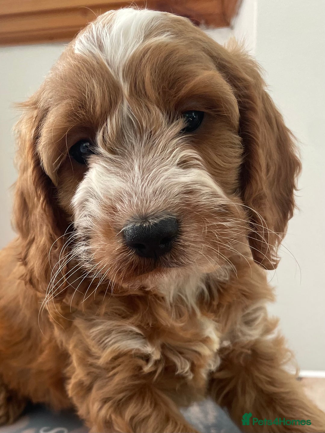 Cockapoo dogs for sale: F1 SHOW TYPE COCKAPOO EXTENSIVELY HEALTH TESTED  - Image 1