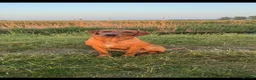 Labrador Retriever dogs for stud: BARELY LABRADOR for stud  - Advert 1