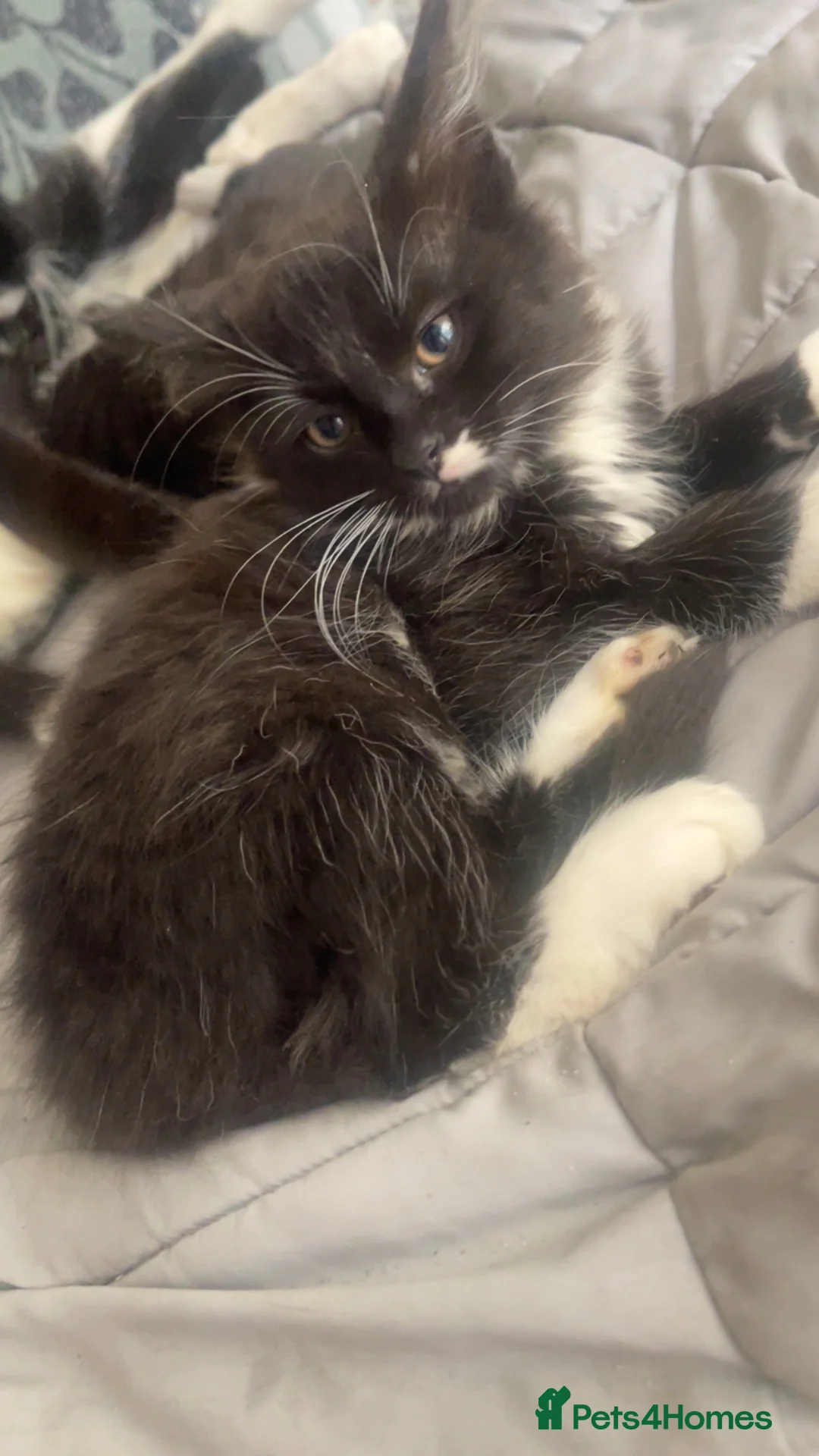 Mixed Breed cats for sale: Beautiful tuxedo kittens  - Advert 1