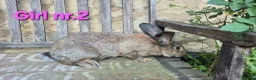 Continental Giant rabbits for sale: VACCINATED Pure Continental Giant  - Advert 22