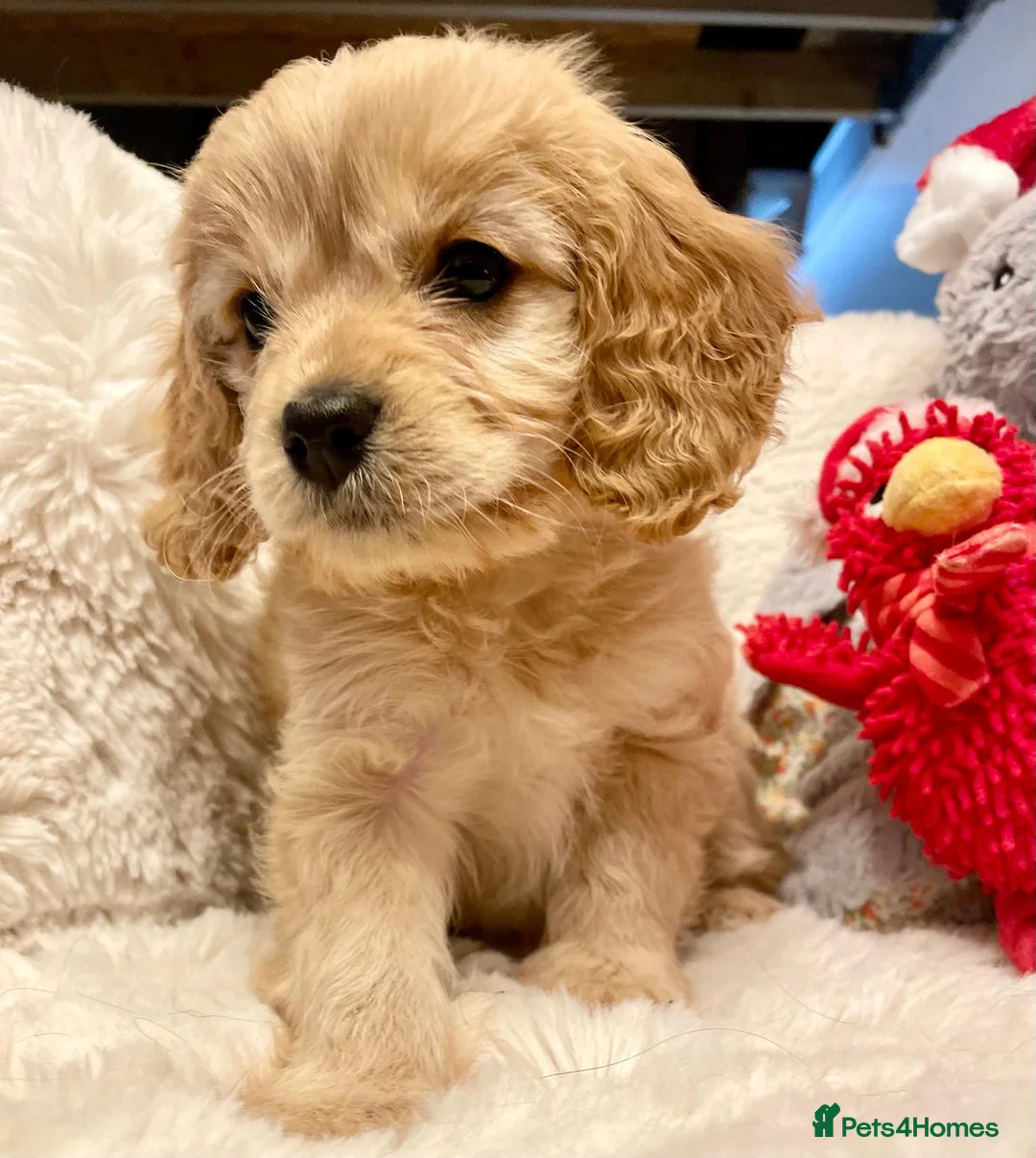 Toy Poodle dogs for stud: Toy poodle stud boy  in Blackburn - Advert 12