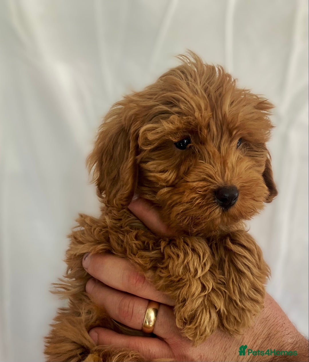 Cockapoo dogs for sale: Cockapoo - Image 6