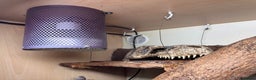 Python Snake reptiles for sale: Royal python with full setup - Advert 6