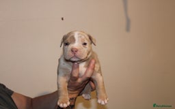 American Bully dogs for sale: 🏡Ready to leave 2 weeks 🔥🦍AMERICAN BULLIES🔥🦍 - Image 12