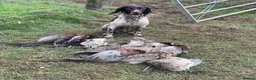 English Springer Spaniel dogs for sale: Kennel club registered Springer Spaniel Puppies - Advert 10