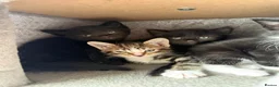 Domestic Shorthair cats for sale: 3 lovely kittens  in Worksop - Advert 5