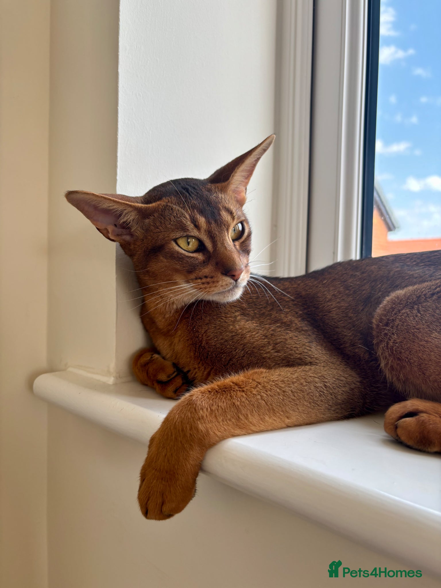 Abyssinian cats Handsome Abyssinian Boy - Advert 15
