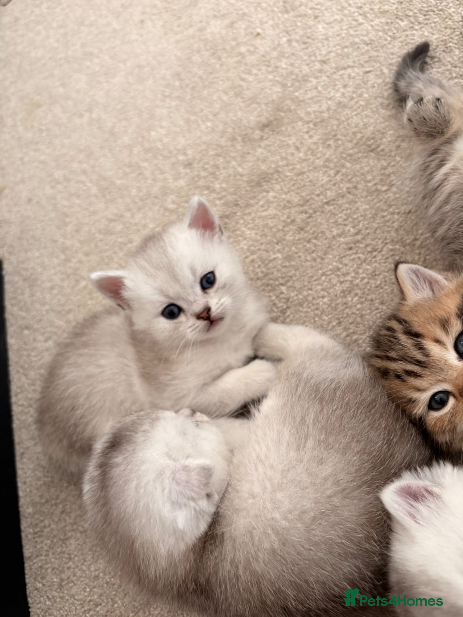 Scottish Fold cats 1 grey male kitten left  🐾 - Advert 9