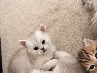 Scottish Fold cats 1 grey male kitten left 🐾 - Advert 9