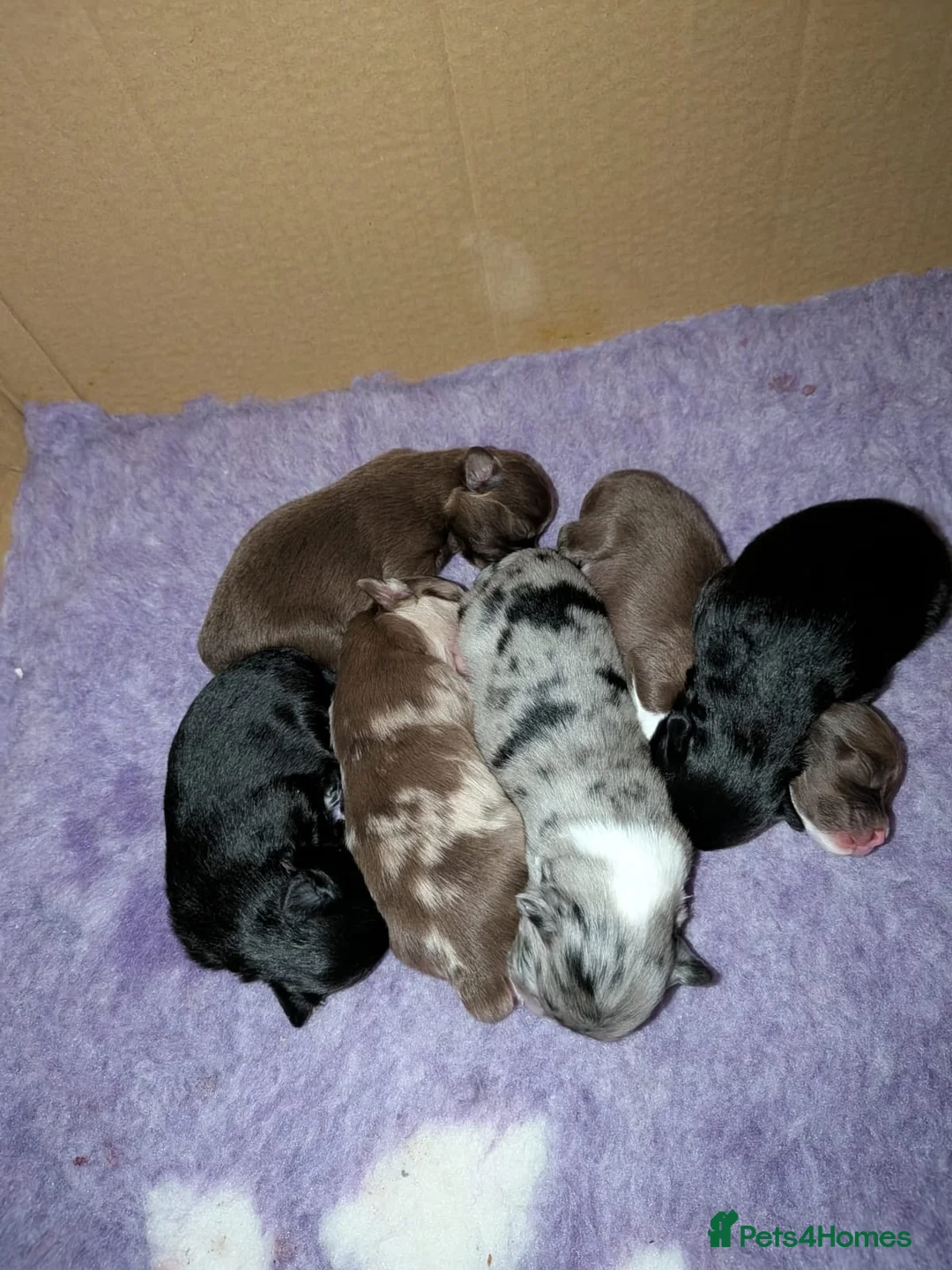 Pomchi dogs for sale: Beautiful Pomchi Puppies Loving 🏠 Reared Litters - Advert 17