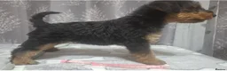 Airedale Terrier dogs for sale: Gorgeous Airedale Litter! - Advert 20