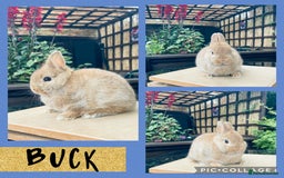 Netherland Dwarf rabbits for sale: Nethie bucks and does ready to reserve  - Image 2