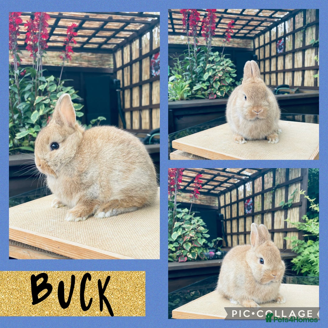 Netherland Dwarf rabbits for sale: Nethie bucks and does ready to reserve  - Image 2