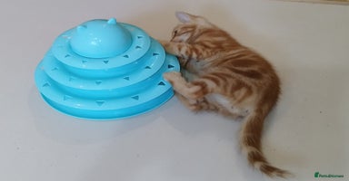 Mixed Breed cats - Advert 4