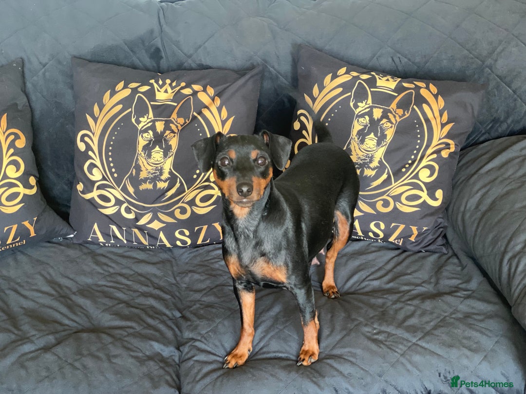 Miniature Pinscher dogs for sale: PURE 100% Miniature Pinscher , KC-reg, DNA tested in Manchester - Image 4