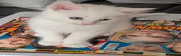 Maine Coon cats for sale: Maincoon kittens (pure bred) in Larkhall - Advert 12