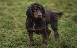 Cocker Spaniel dogs for stud: Working Cocker spaniel at stud - Advert 6