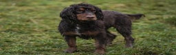 Cocker Spaniel dogs for stud: Working Cocker spaniel at stud - Advert 6