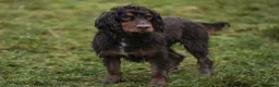 Cocker Spaniel dogs for stud: Working Cocker spaniel at stud - Advert 6