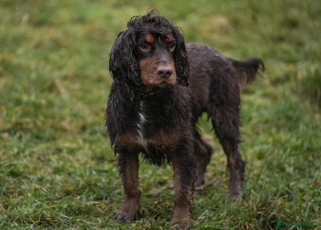 Cocker Spaniel dogs for stud: Working Cocker spaniel at stud - Advert 6