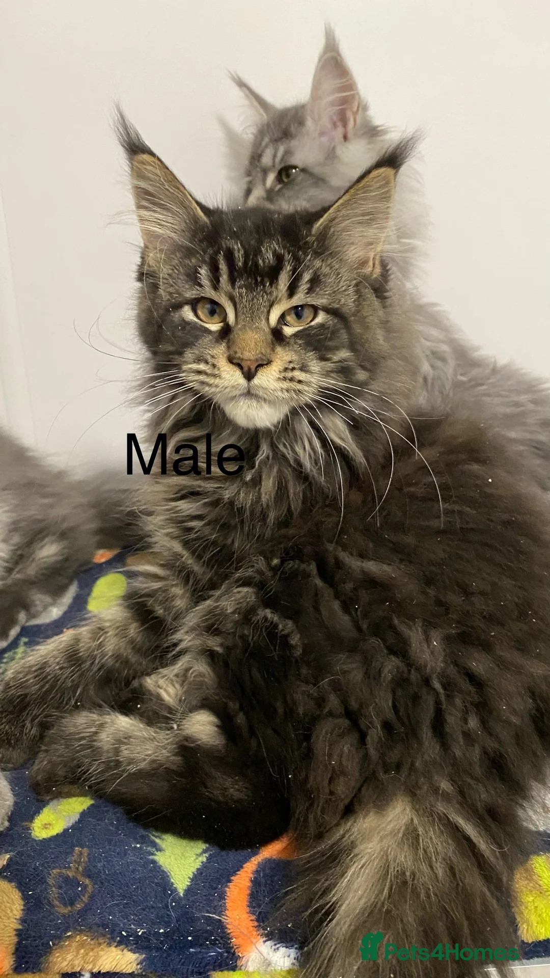 Maine Coon cats for sale: Pedigree Maine Coons - Advert 9