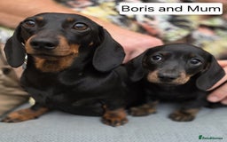 Miniature Dachshund dogs for sale: KC Reg Miniature Dachshunds - IVDD 0/0 (Dad) in Tavistock - Image 8