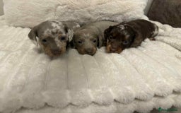 Miniature Dachshund dogs for sale: Miniature dachshunds  - Image 16
