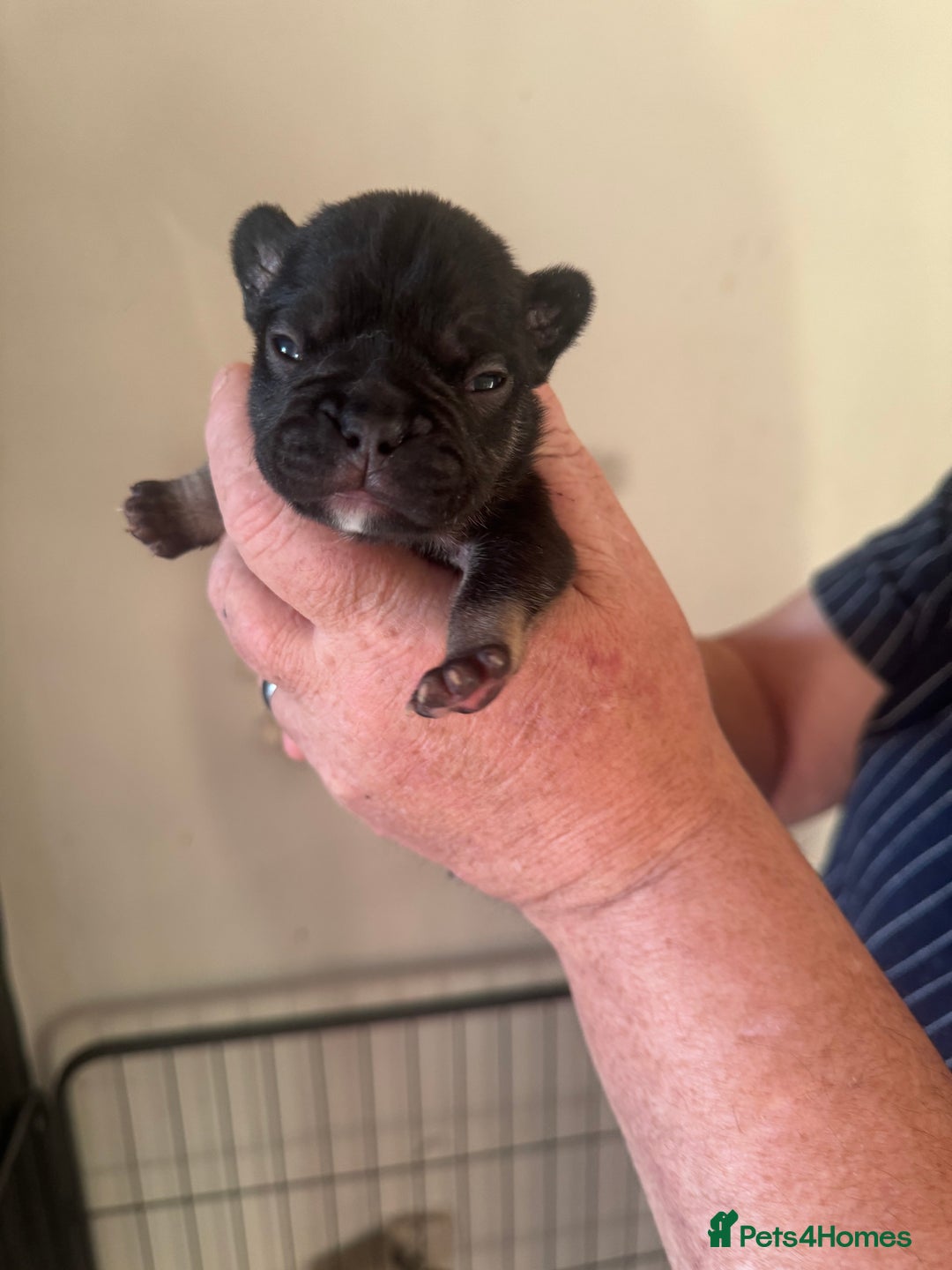 French Bulldog dogs for sale: French bulldog puppies  - Advert 8