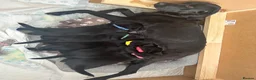 Labrador Retriever dogs for sale: Labrador puppy’s available from 24/09. - Advert 9