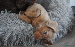 Miniature Dachshund dogs for sale: Exceptional quality long haired mini dachshunds - Image 36