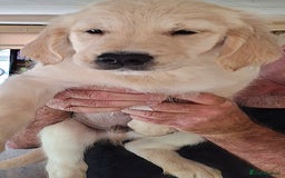 Golden Retriever dogs for sale: Golden Retreiver Puppies  - Image 18