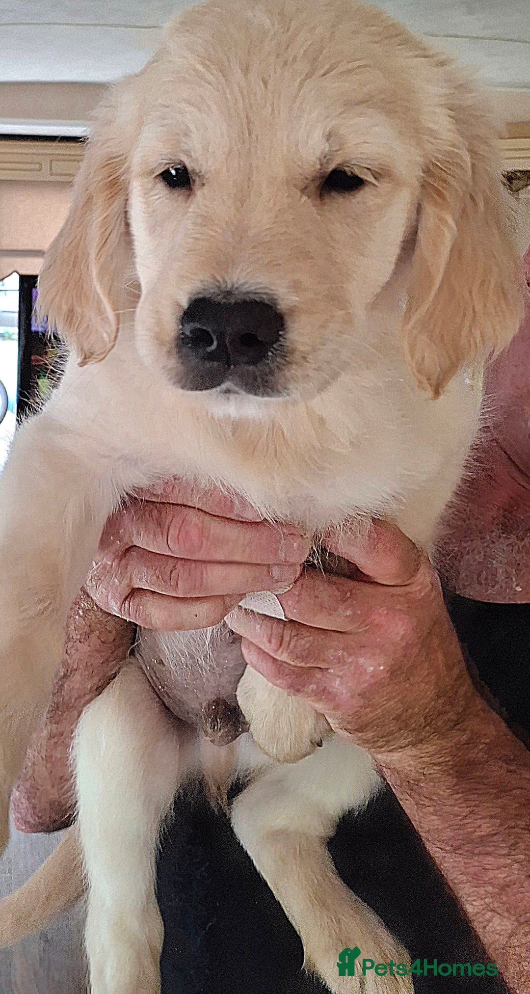 Golden Retriever dogs for sale: Golden Retreiver Puppies  - Image 18