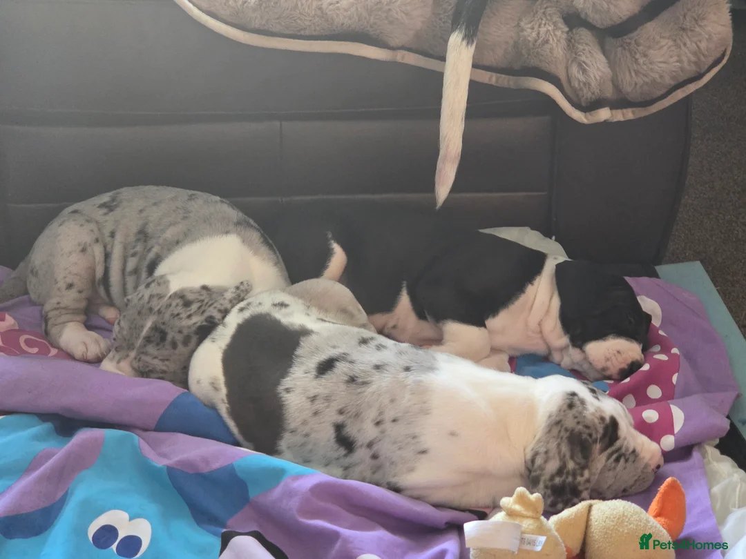 Great Dane dogs for sale: Greatdane puppies forsale - Advert 2