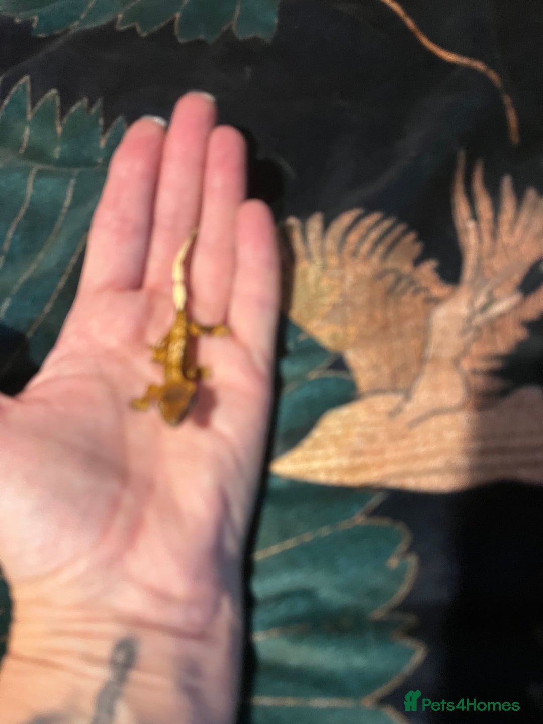 Gecko reptiles for sale: Crested gecko babies  - Advert 11