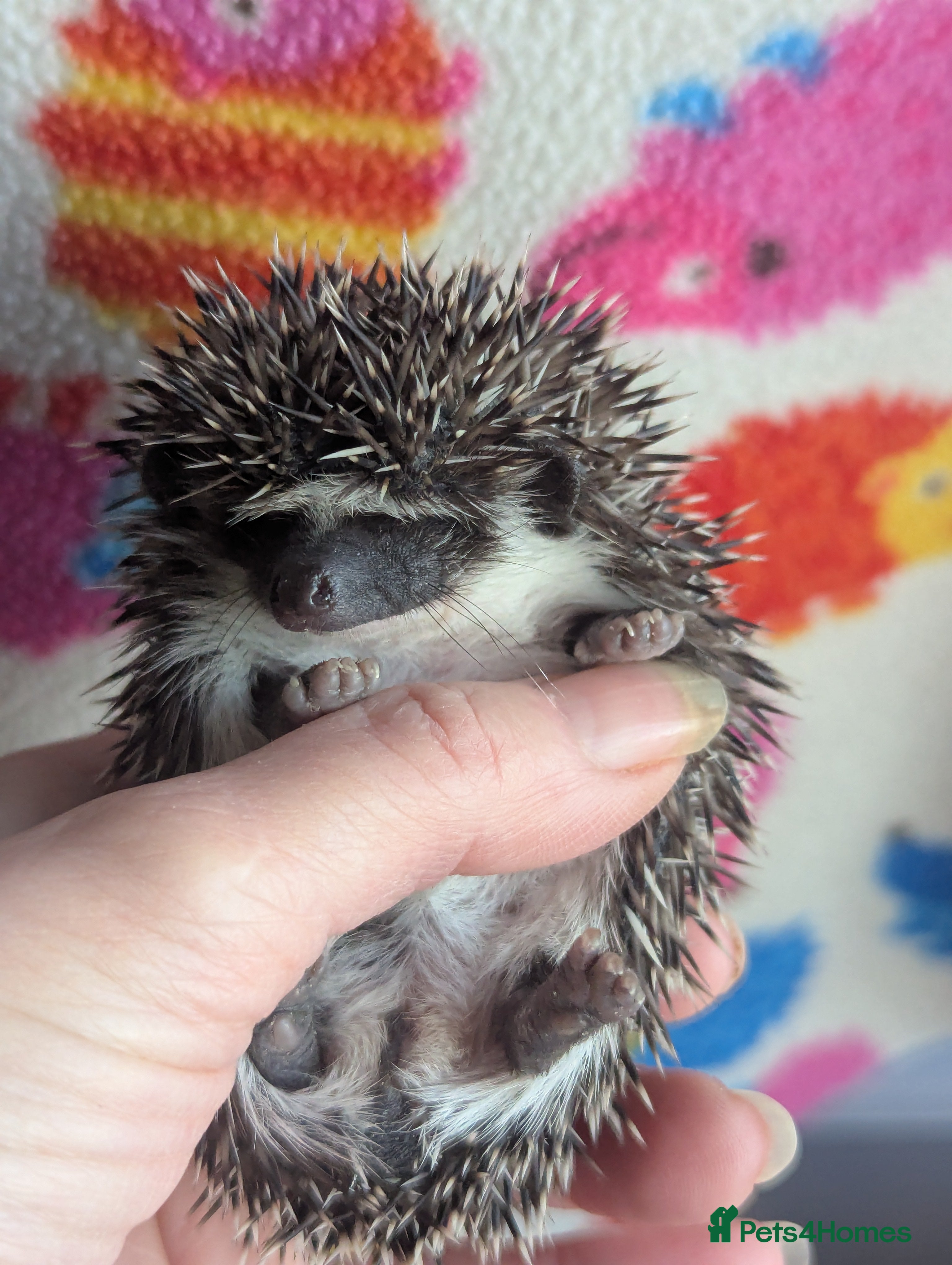 Pygmy Hedgehog rodents Gorgeous Baby Hoglets/ Ready to Reserve!!! - Advert 1