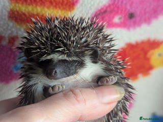 Pygmy Hedgehog rodents Gorgeous Baby Hoglets/ Ready to Reserve!!! - Advert 4