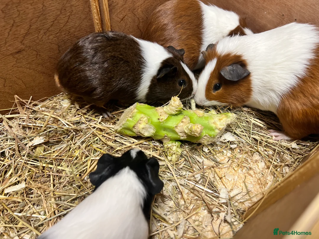 Guinea Pig rodents for sale: Group of bonded Dutch male/boar guinea pigs - Advert 3