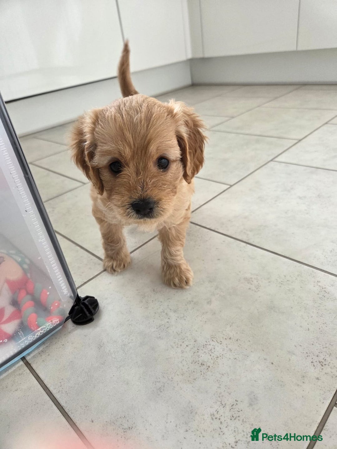 Cavapoo dogs for sale: Cavapoo pups  - Image 10