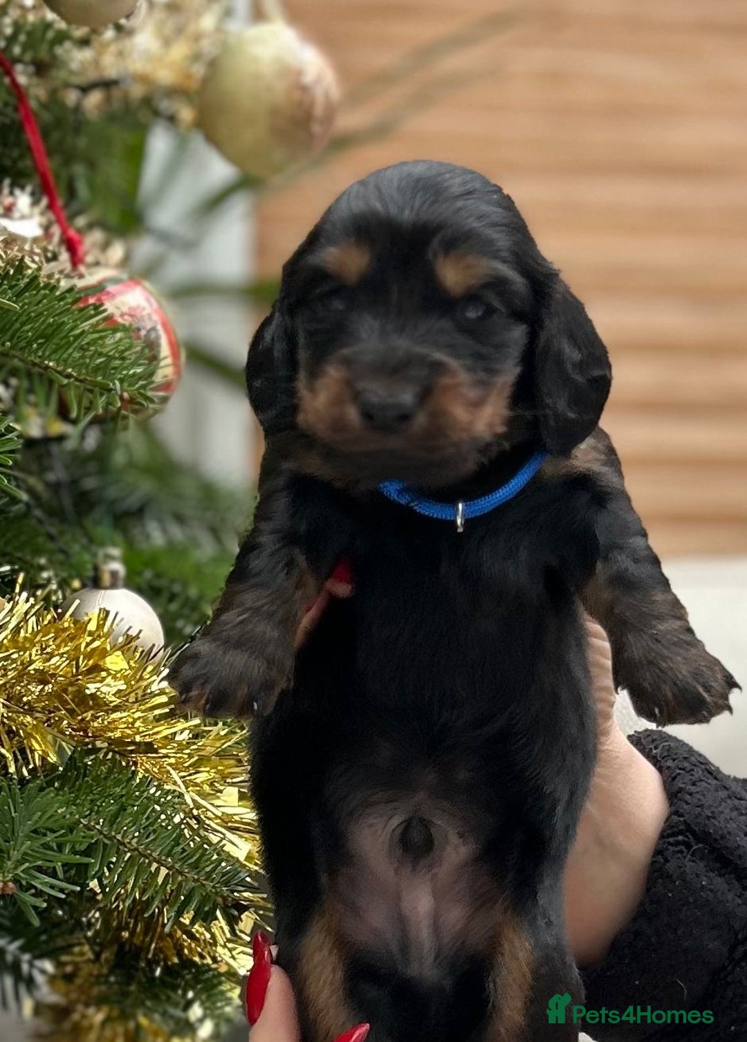 Dachshund dogs for sale: Long haired mini Daschund  - Advert 5