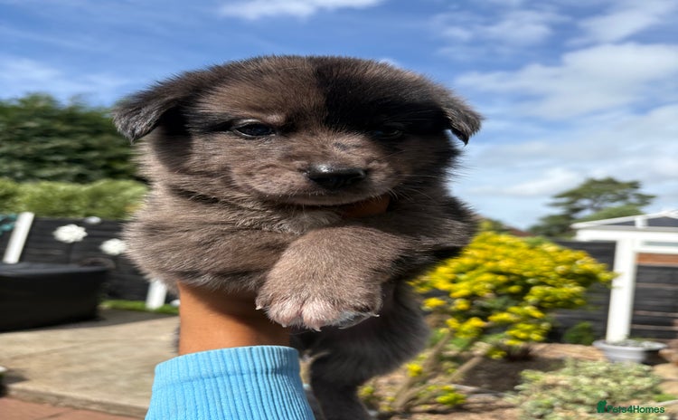 Mixed Breed dogs - Advert 1