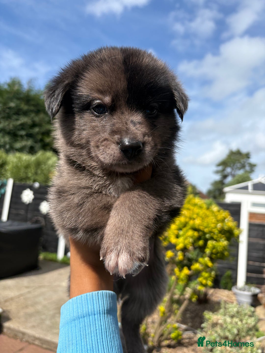 Mixed Breed dogs for sale: The most amazing pomsky  x german shepherd babies  - Image 3