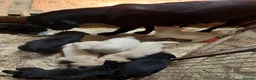 Labrador Retriever dogs for sale: Beautiful Black & Golden Labrador Puppies  - Advert 20