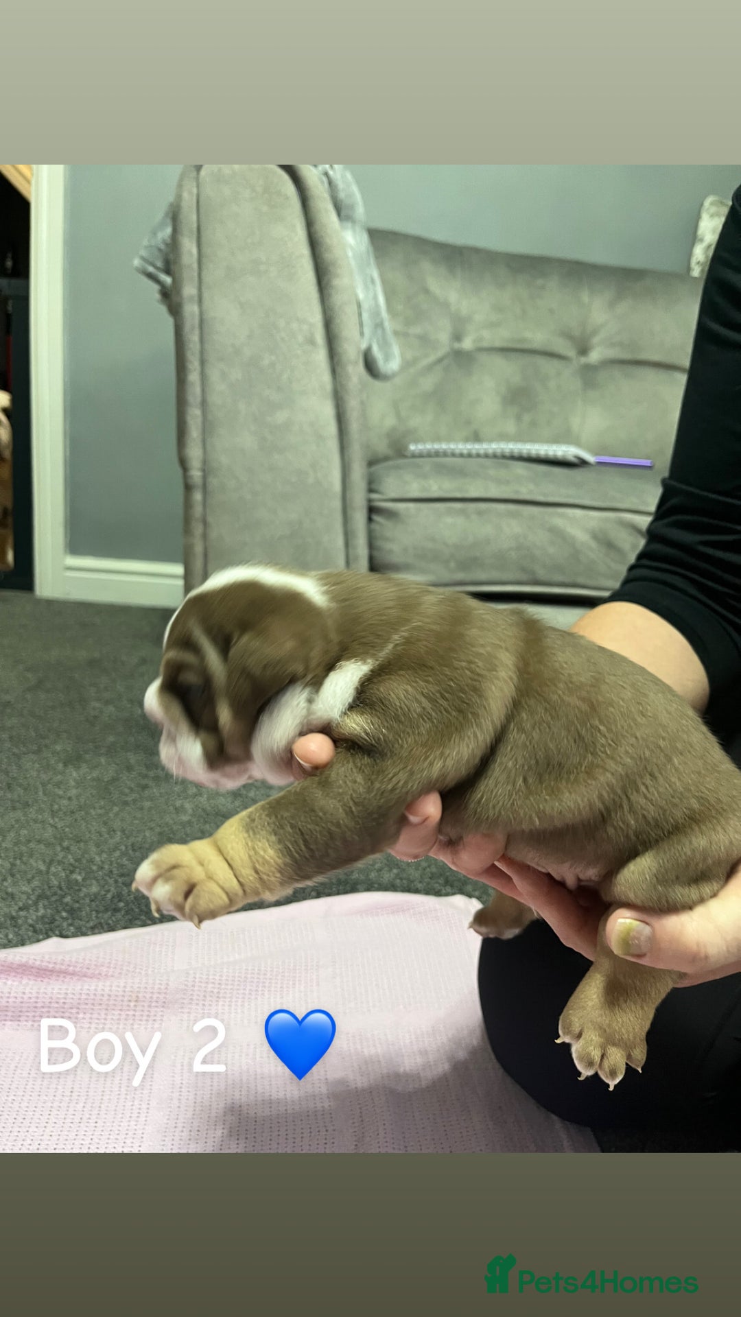 English Bulldog dogs for sale: 🐶 KC Registered English Bulldog Puppies 🐶 - Image 16