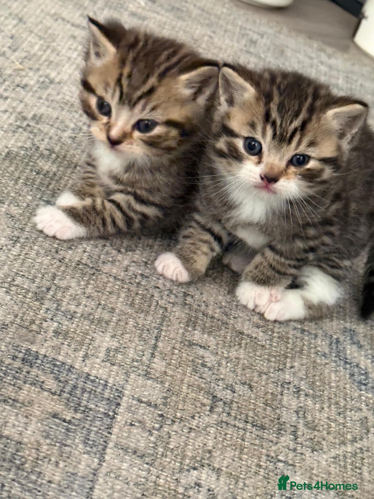 Mixed Breed cats British Shorthair Kittens (Mixed) - Advert 2