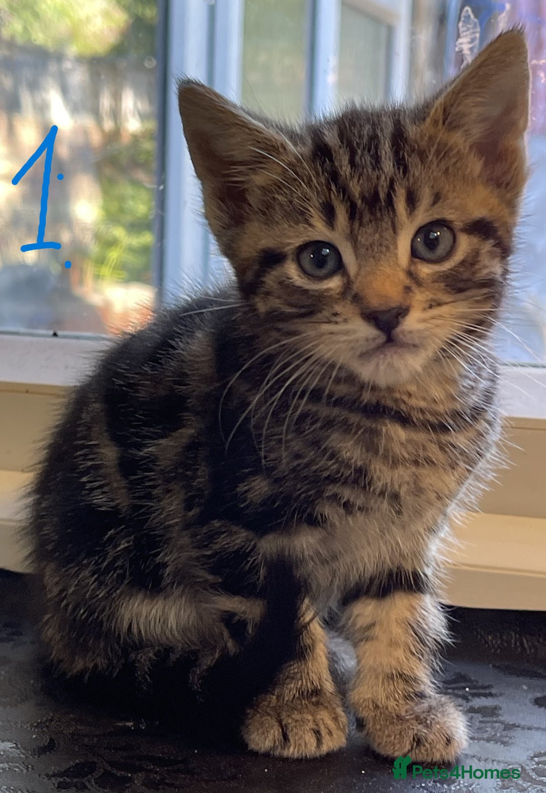 Mixed Breed cats for sale: Friendly kittens looking for loving homes 🐾 - Image 2