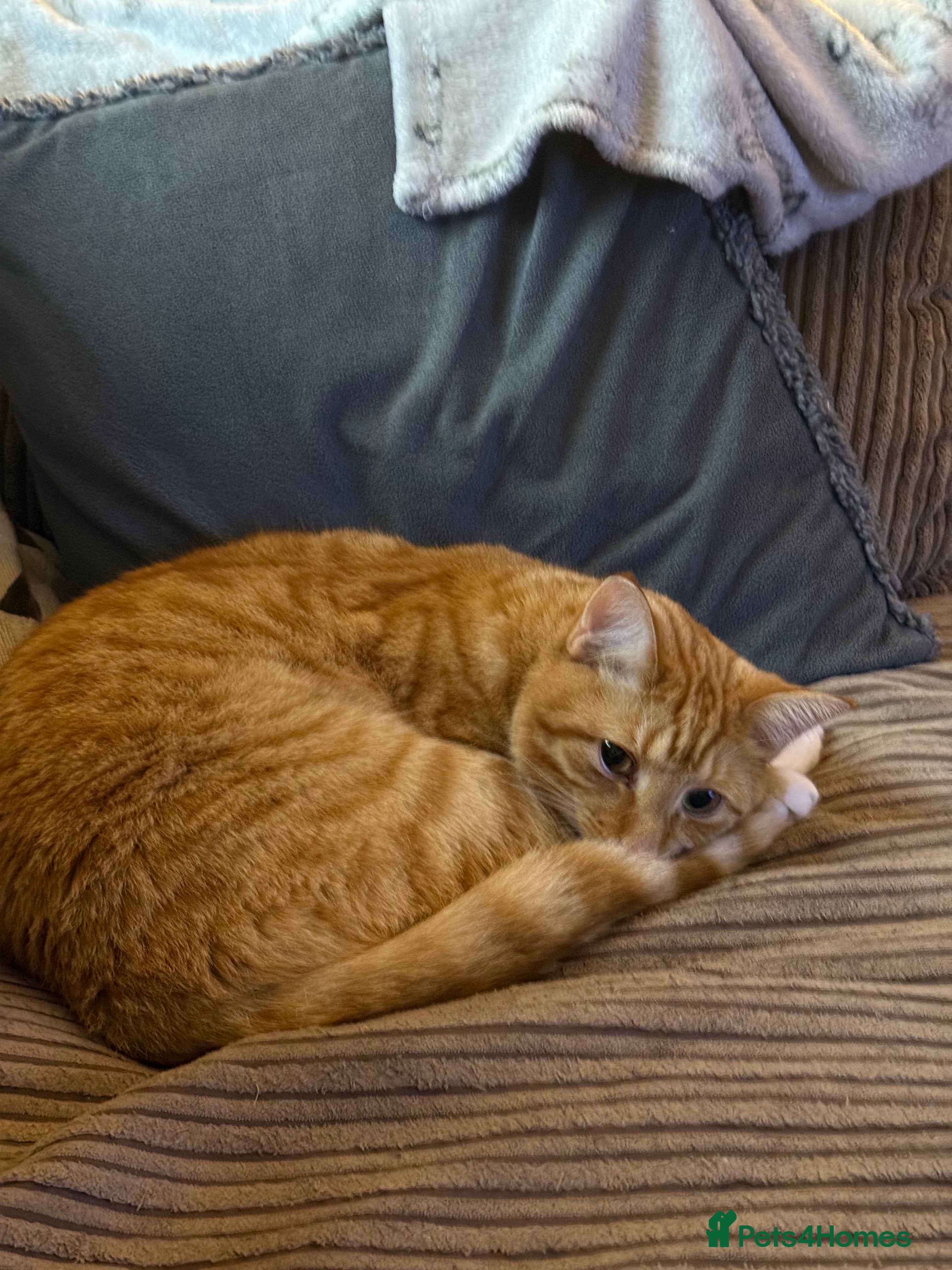 Mixed Breed cats Tiger  - Advert 1