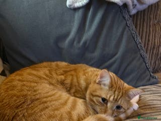 Mixed Breed cats Tiger - Advert 1