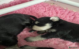 Miniature Schnauzer dogs for sale: 5*MINIATURE SCHNAUZER PUPPIES - Image 1