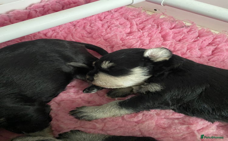Miniature Schnauzer dogs - Advert 1